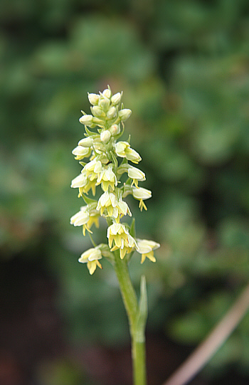 Leucorchis albida, Seiser Alm.