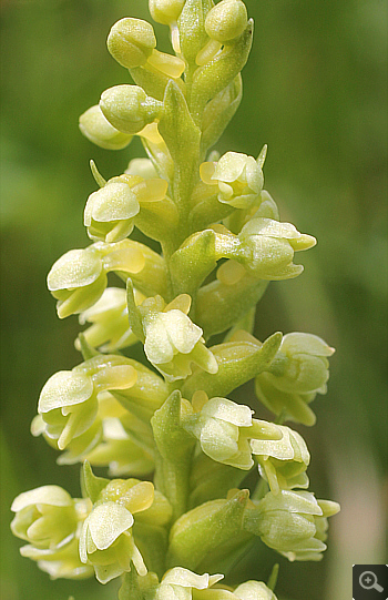 Leucorchis albida, Geigelstein.