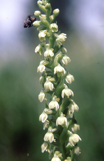 Leucorchis albida, Feldberg.