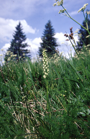 Leucorchis albida, Feldberg.