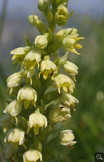 Leucorchis albida, Nebelhorn.