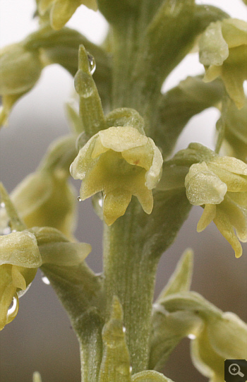 Leucorchis albida, Lawinenstein.