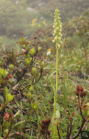 Leucorchis albida, Lawinenstein.