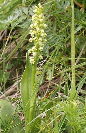 Leucorchis albida