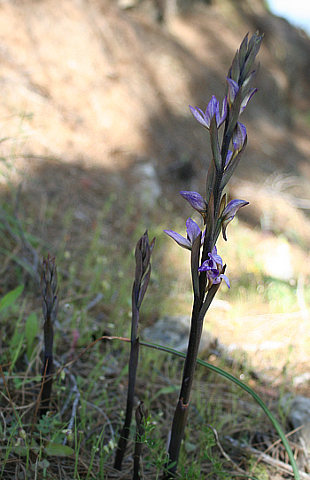 Limodorum abortivum, Laerma.