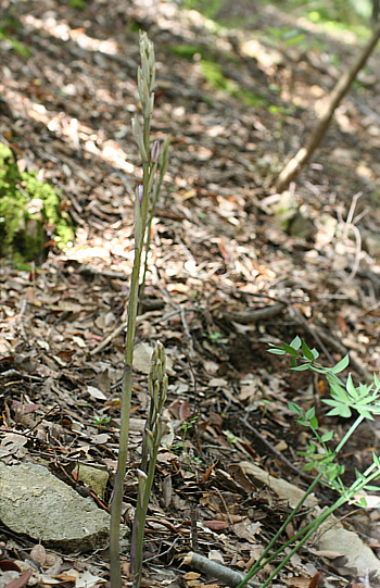 Limodorum trabutianum, Ponte su Crabiolu.