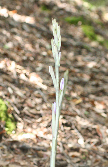 Limodorum trabutianum, Ponte su Crabiolu.