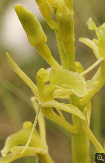 Liparis loeselii,  South Bavaria.