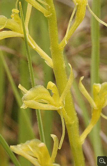 Liparis loeselii,  South Bavaria.