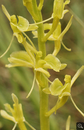 Liparis loeselii,  South Bavaria.