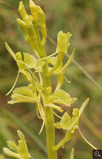 Liparis loeselii,  South Bavaria.