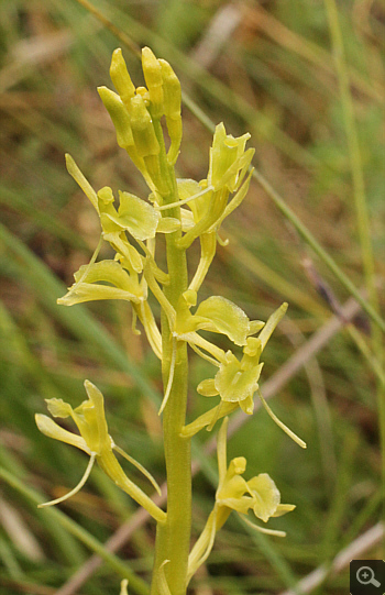 Liparis loeselii,  South Bavaria.