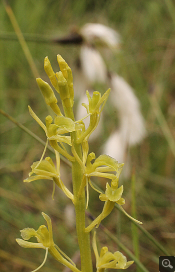 Liparis loeselii,  South Bavaria.