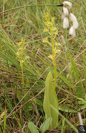 Liparis loeselii,  South Bavaria.