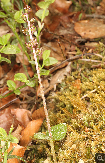 Listera cordata, Huglfing.