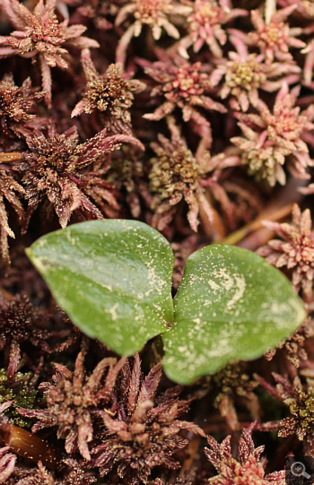 Listera cordata, Blattrosette, Huglfing.