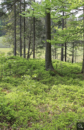 Listera cordata, Habitat, Huglfing.