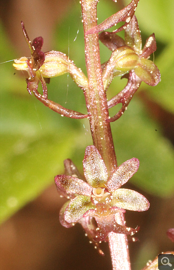 Listera cordata, Huglfing.