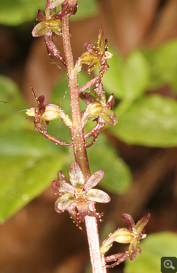 Listera cordata, Huglfing.