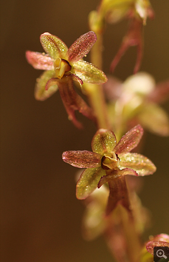 Listera cordata, Huglfing.