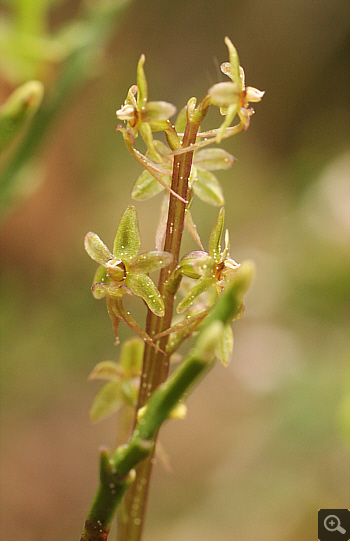 Listera cordata, Huglfing.