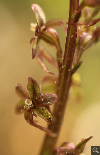 Listera cordata, Huglfing.