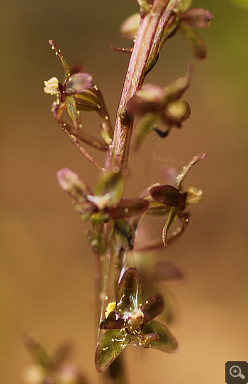 Listera cordata, Huglfing.