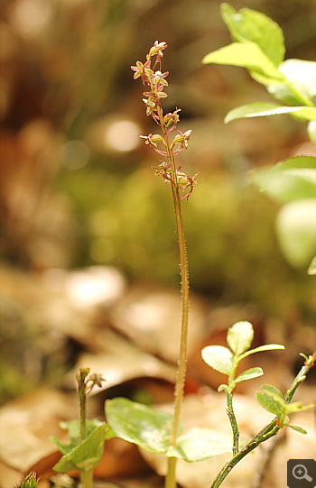 Listera cordata, Huglfing.