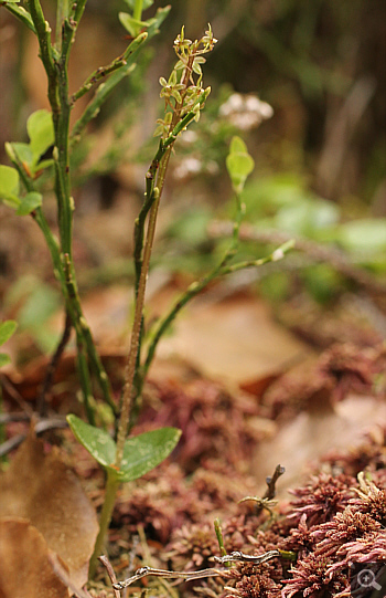 Listera cordata, Huglfing.