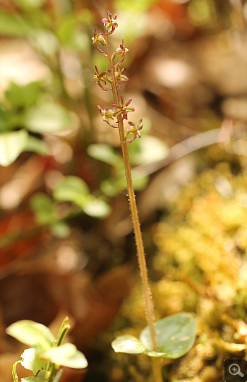 Listera cordata, Huglfing.