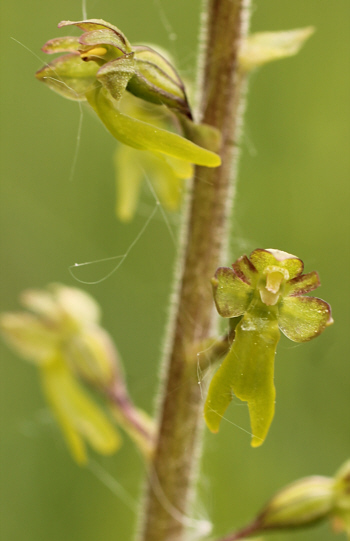 Listera ovata, district Dillingen.