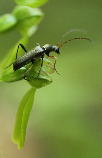 Listera ovata, district Heidenheim.