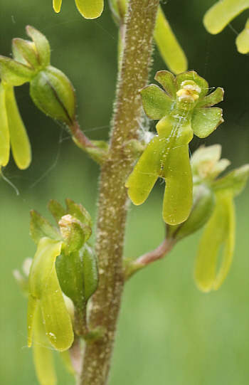 Listera ovata, near Augsburg.