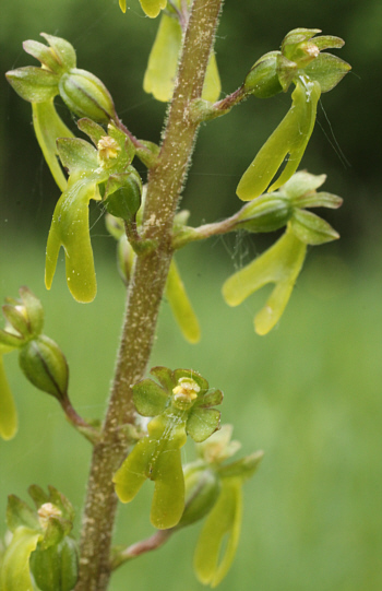 Listera ovata, near Augsburg.