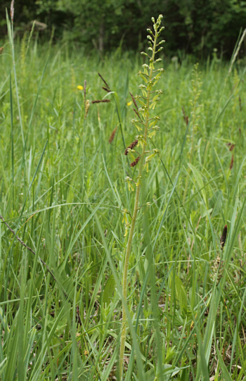 Listera ovata, near Augsburg.