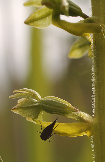 Listera ovata, Landkreis Günzburg.