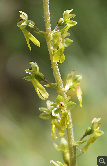 Listera ovata, Sannitico.