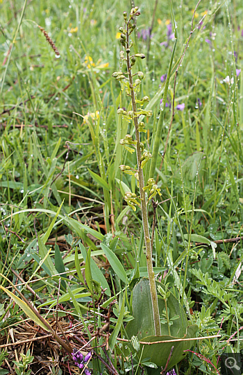 Listera ovata, Lago Selva.