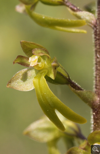 Listera ovata, district Göppingen.