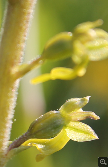 Listera ovata, district Heidenheim.