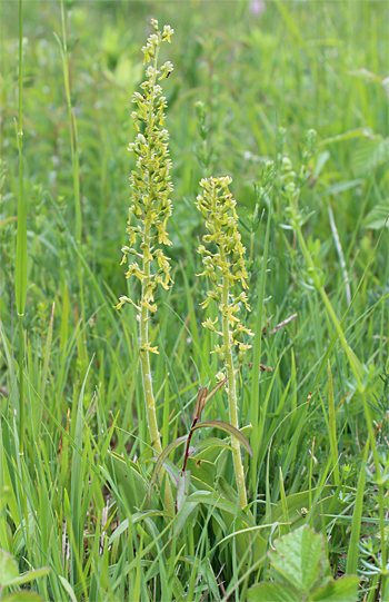 Listera ovata, Landkreis Dachau.