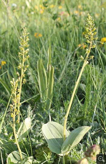 Listera ovata, district Heidenheim.