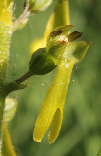 Listera ovata, Landkreis Heidenheim.