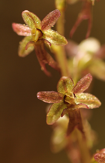 Listera cordata