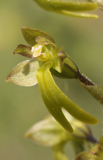 Listera ovata