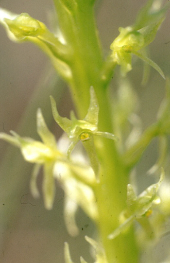 Malaxis monophyllos, Southern Bavaria.