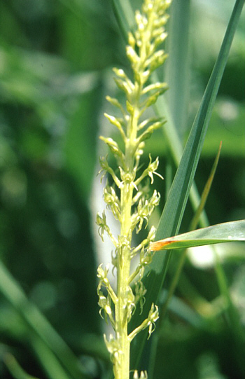 Malaxis monophyllos, Southern Bavaria.