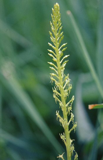 Malaxis monophyllos, Southern Bavaria.