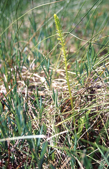 Malaxis monophyllos, Southern Bavaria.