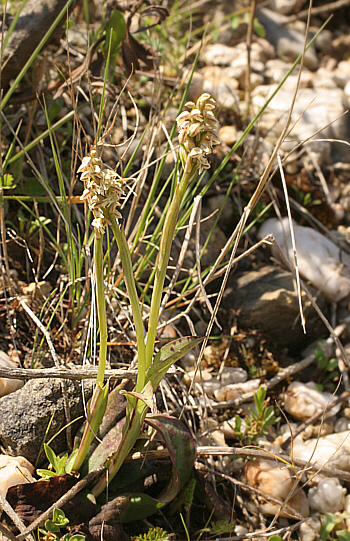 Neotinea maculata, Ortuabis.